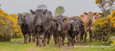 England-Dartmoor-The Dartmoor Cattle Drive